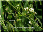 the lyre shaped silicle